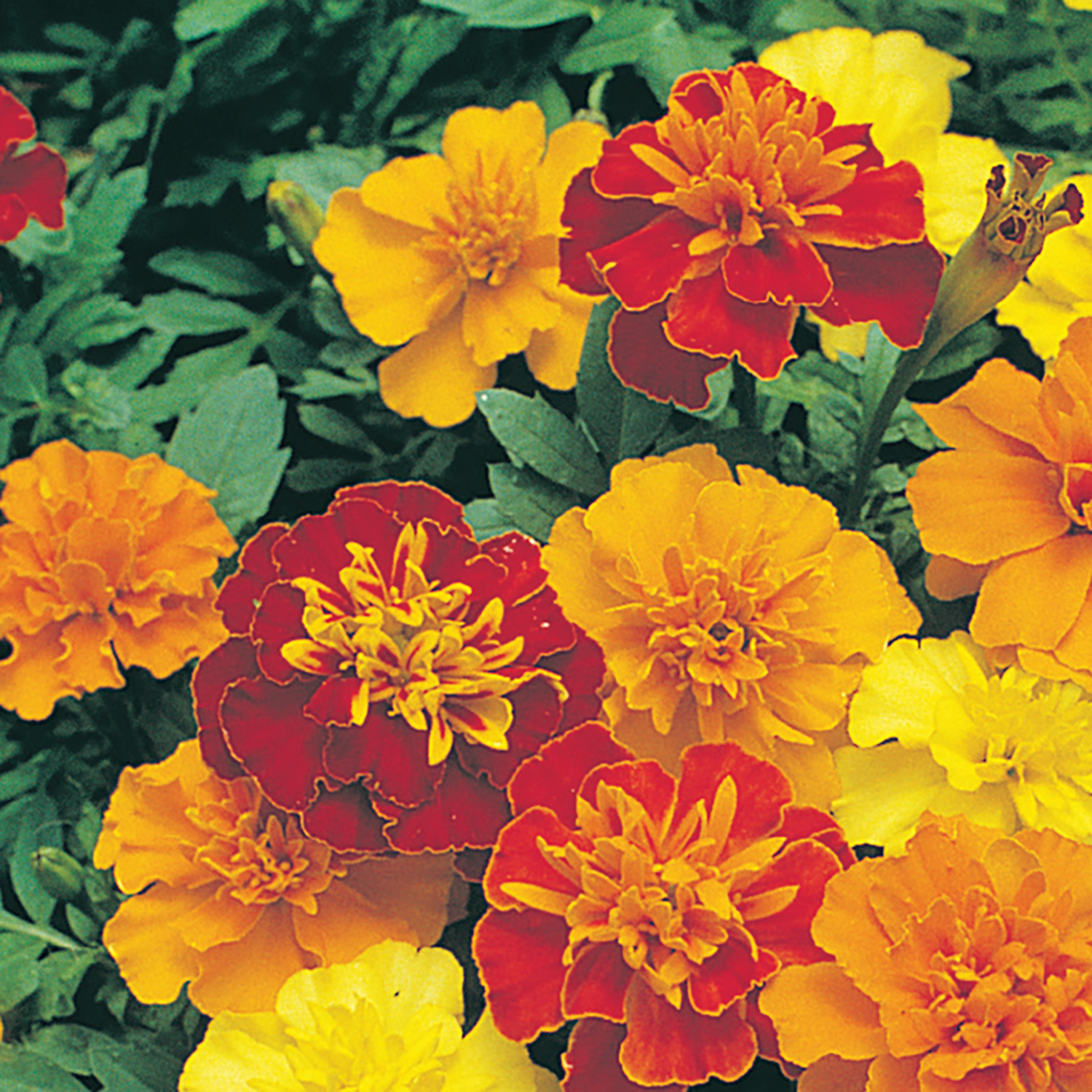 An image displaying marigold flowers in various colors including yellow, orange, red, and gold.